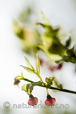 BB 15 0634 / Vaccinium myrtillus / Blåbær